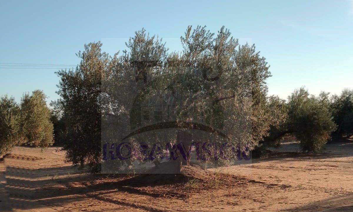Tierras de olivar barata en Piyaya