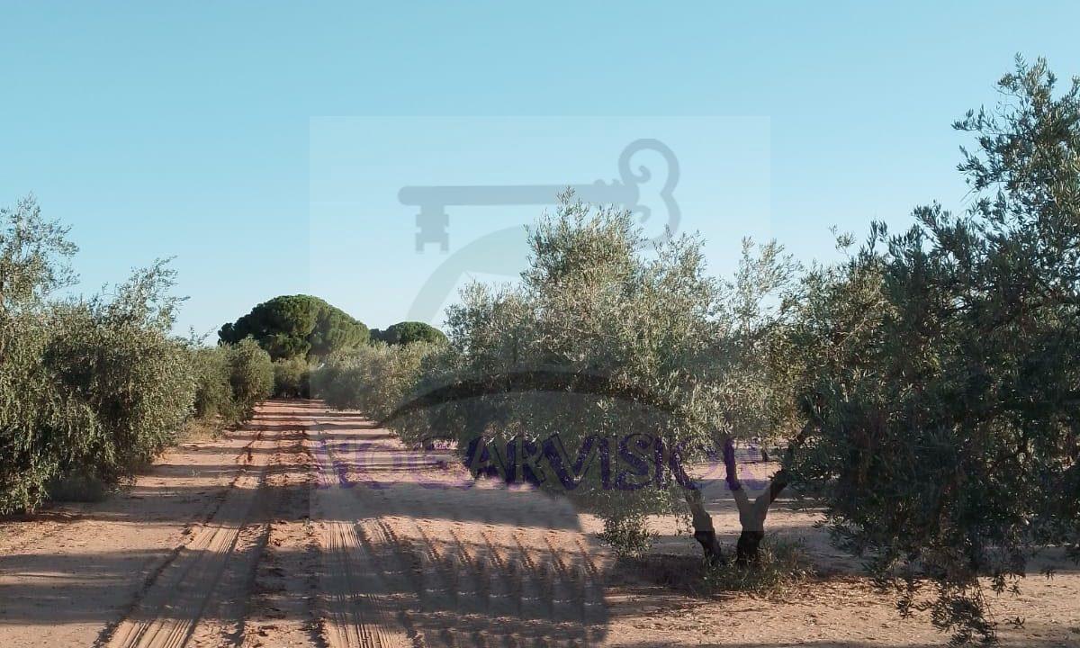Tierras de olivar con pozo
