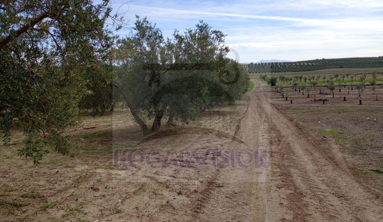 Finca de olivar en La Puebla de Cazalla