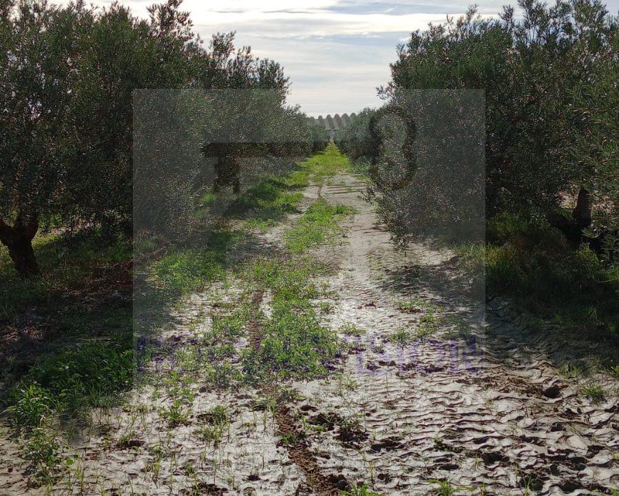 Finca de olivar en Marchena