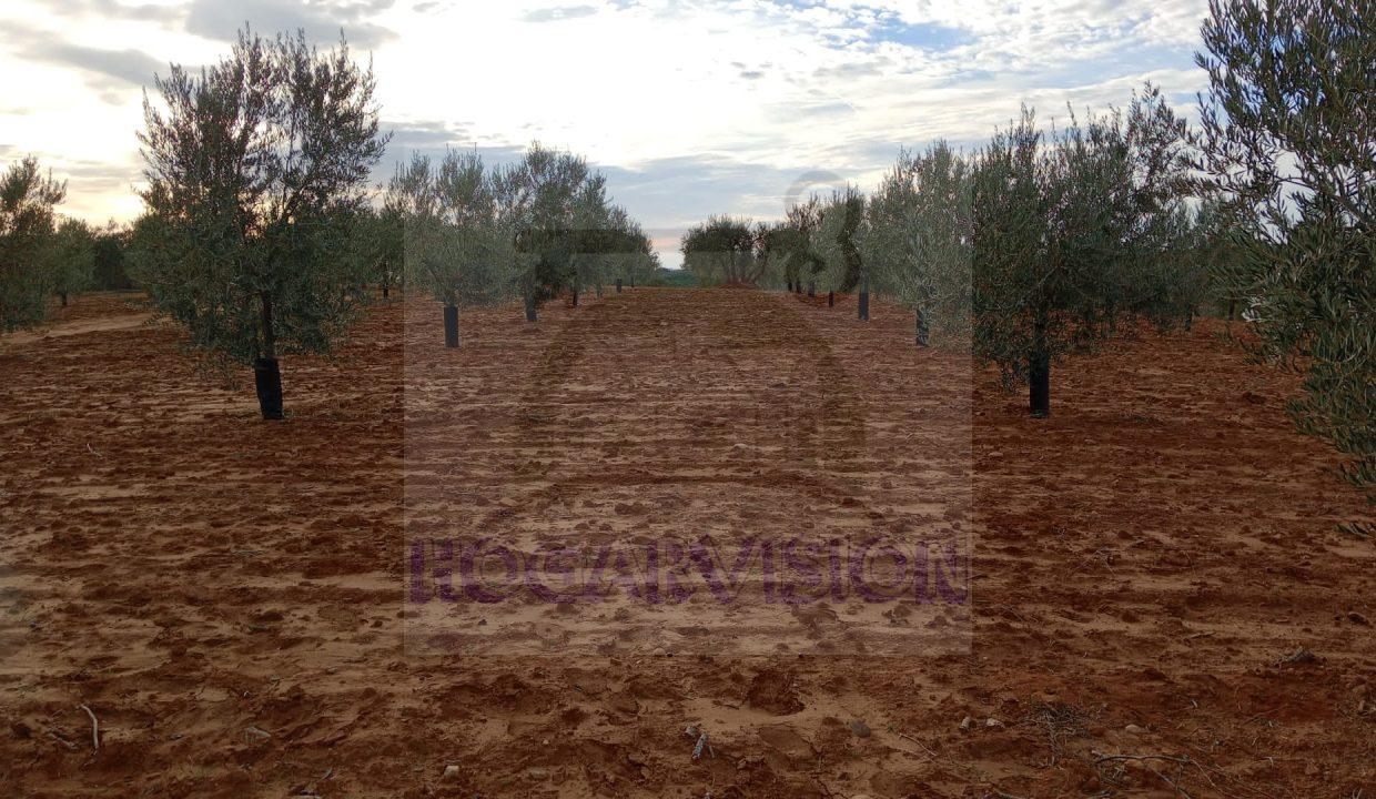 Tierra de olivar en Marchena