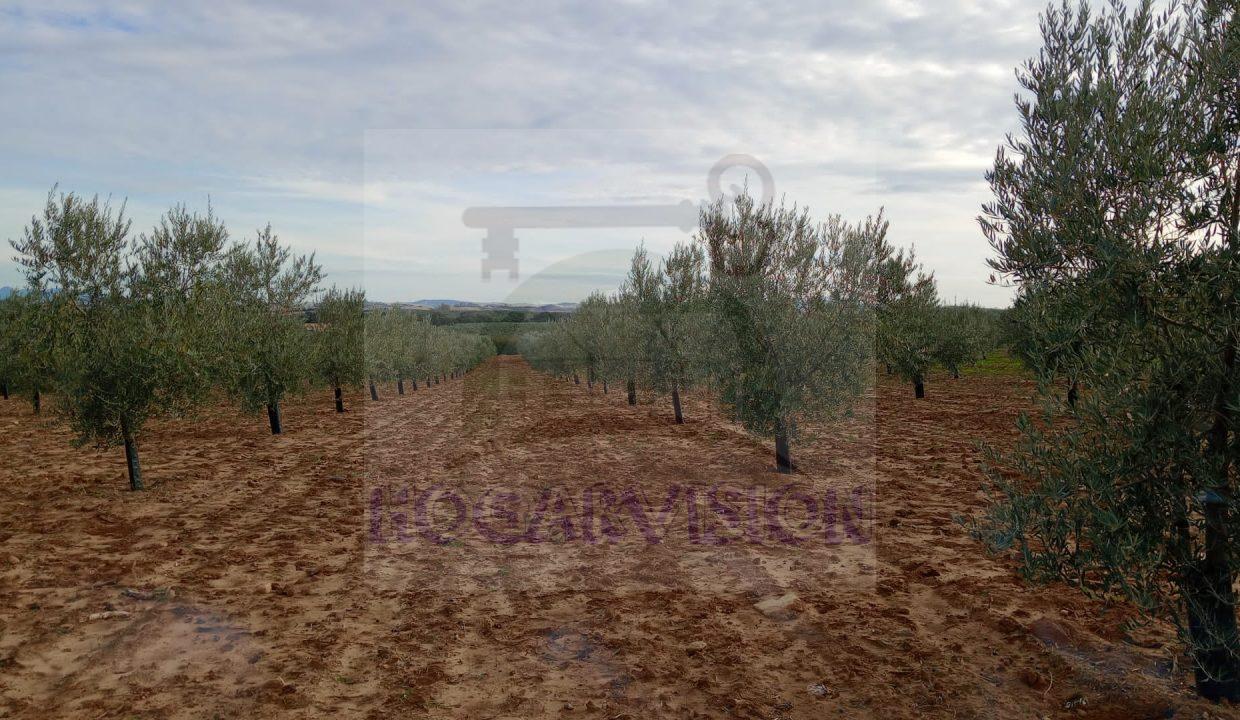 Finca de olivar en Marchena