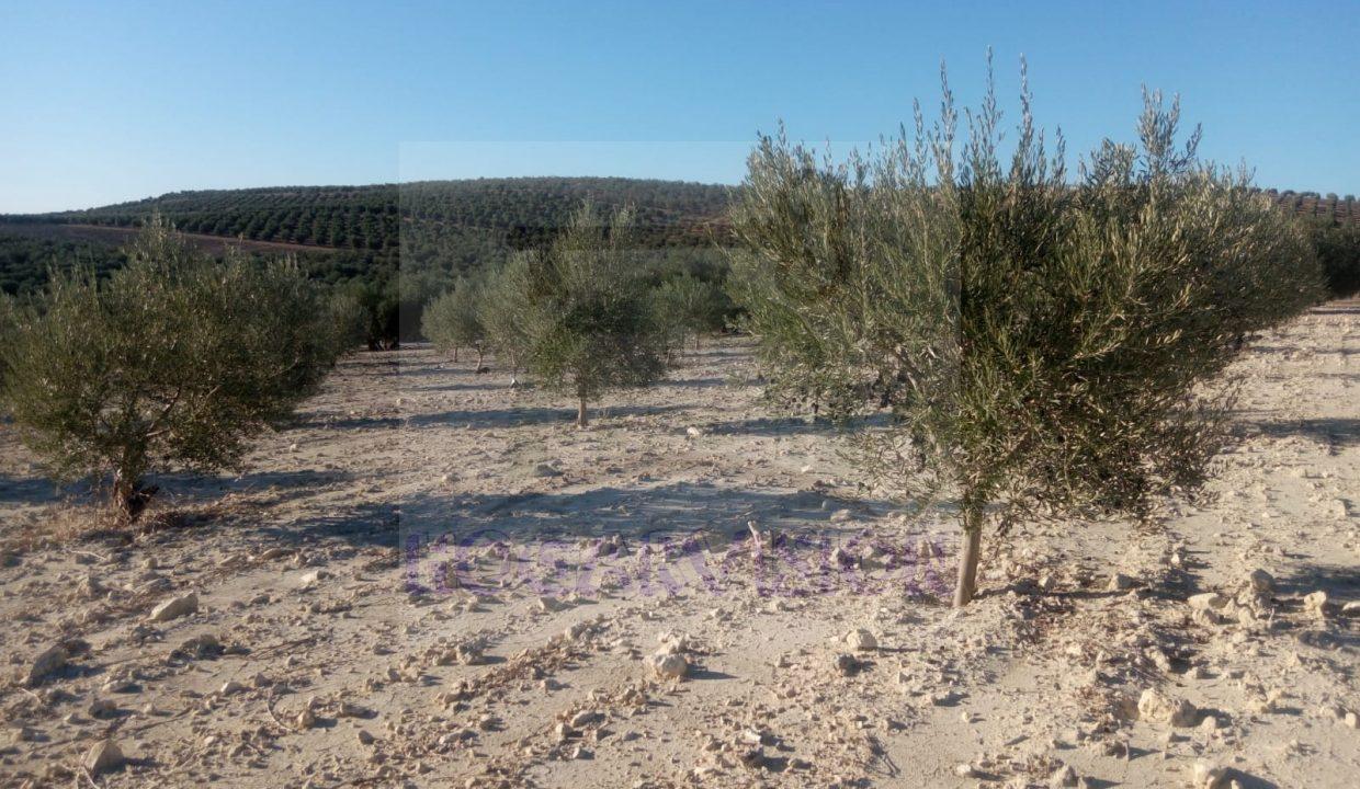 Tierra de olivar en la Adelfa