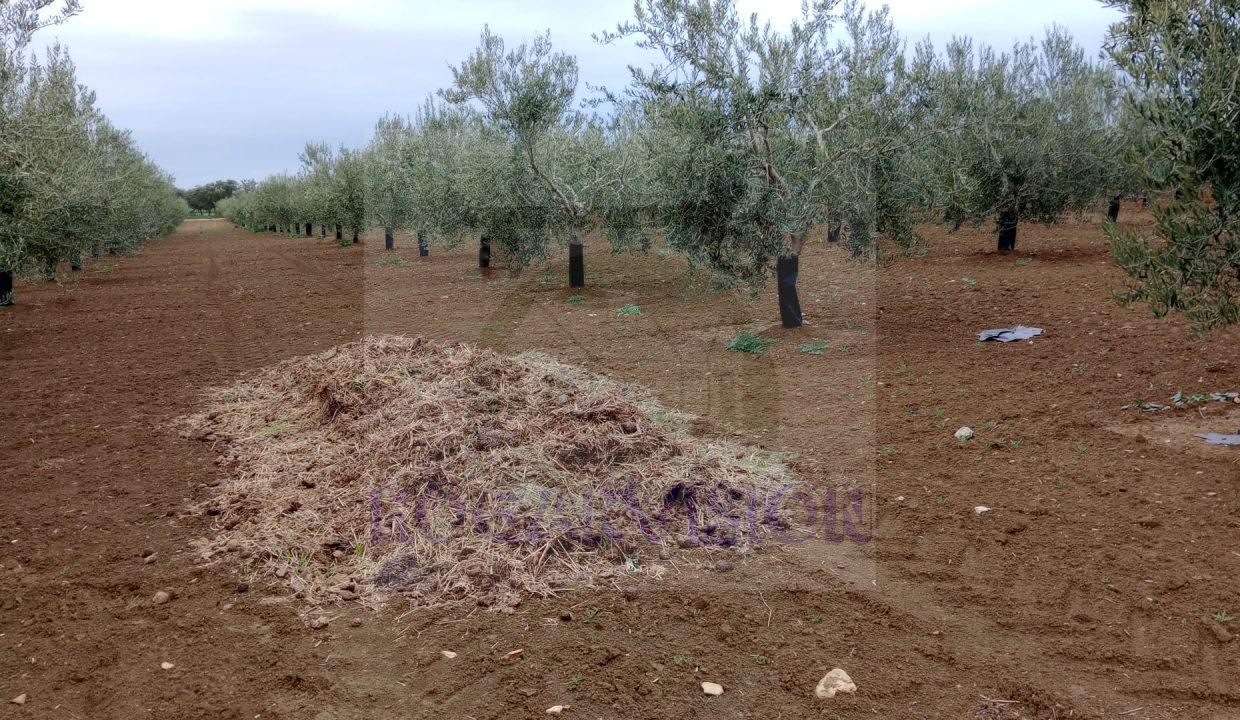 Finca de olivos baratos