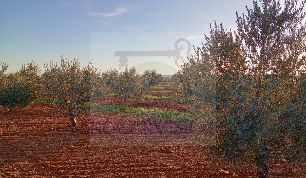 Se vende finca de olivos