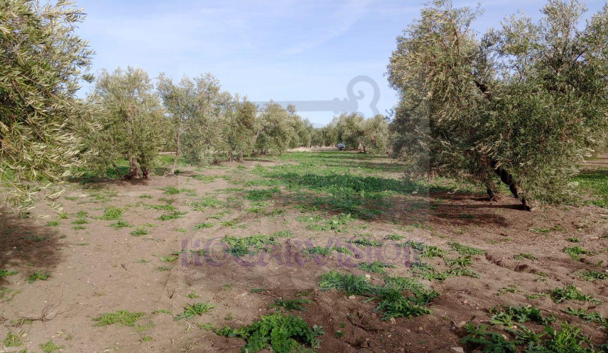 Se vende tierras de olivar