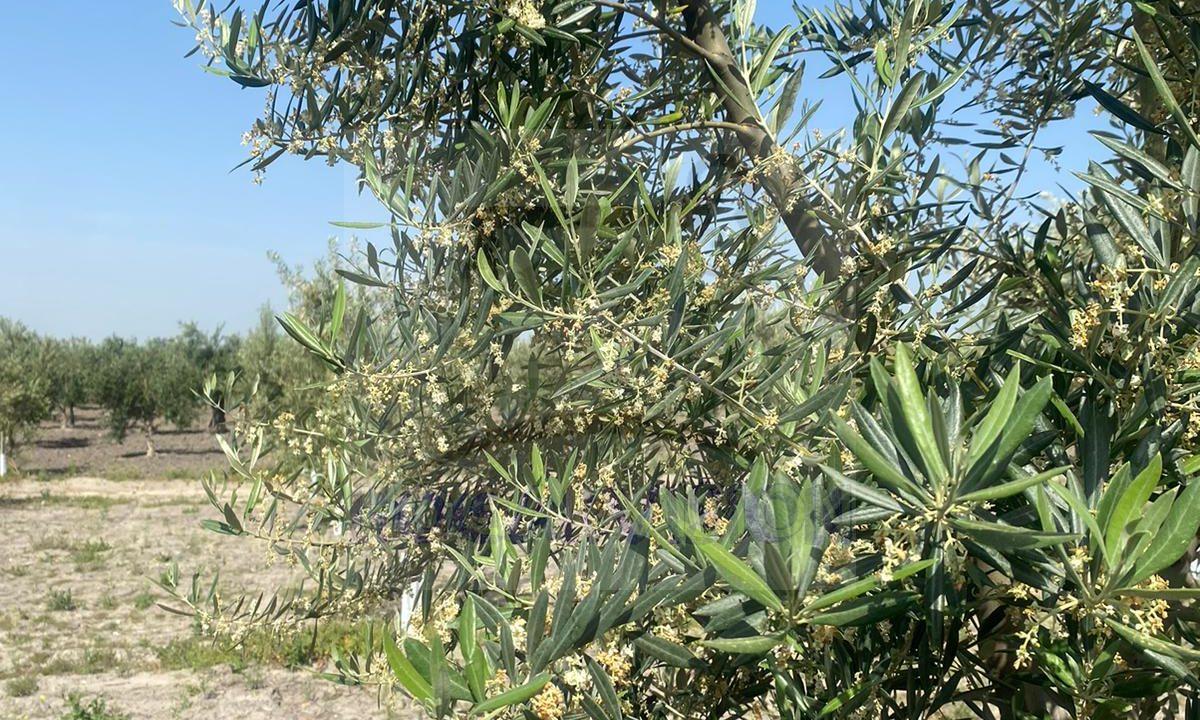 En venta finca de olivar en Montepalacios