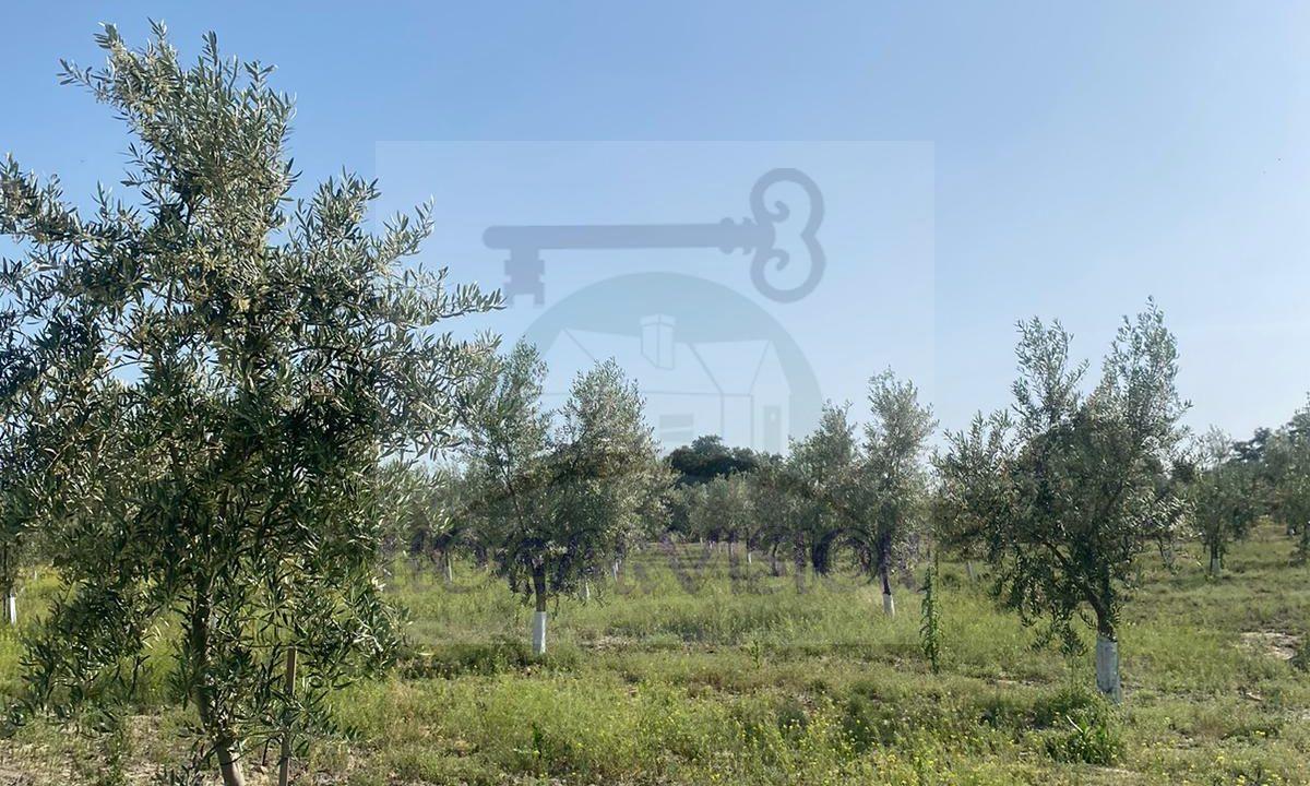 Se vende finca de olivar en Montepalacios