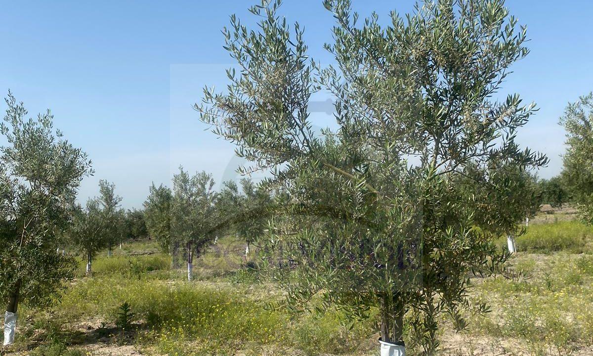 Se vende finca de olivar en Marchena