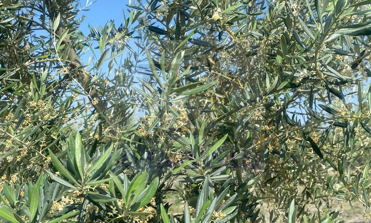 En venta finca de olivar en Marchena