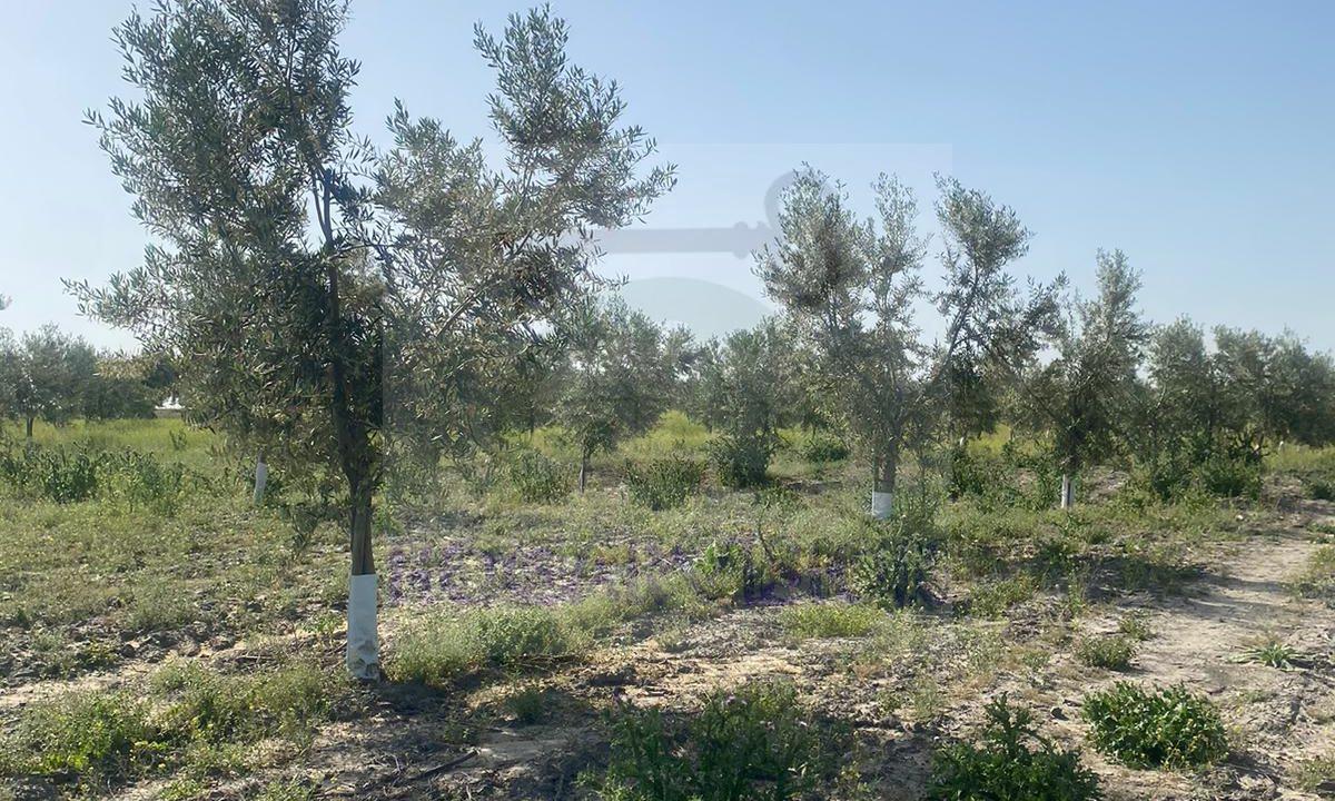 Se vende finca de olivar de marteños
