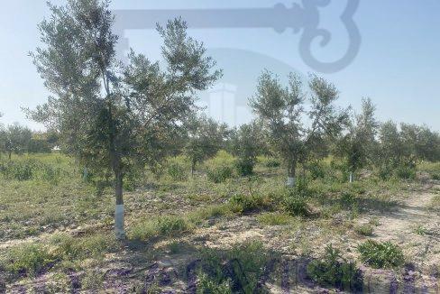 Se vende finca de olivar de marteños