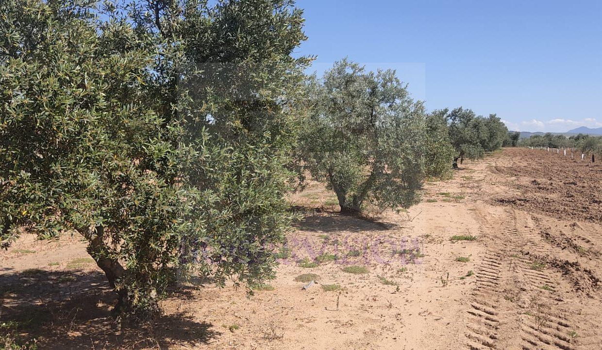 Finca de olivar