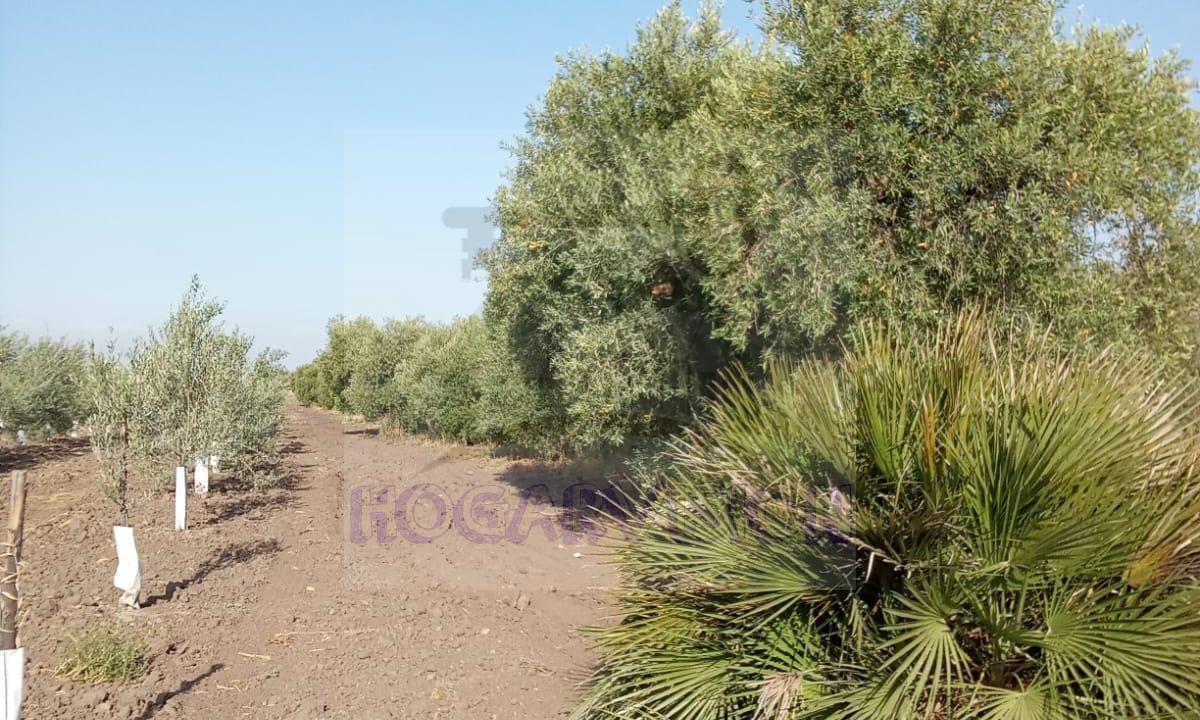 Se vende finca de olivar