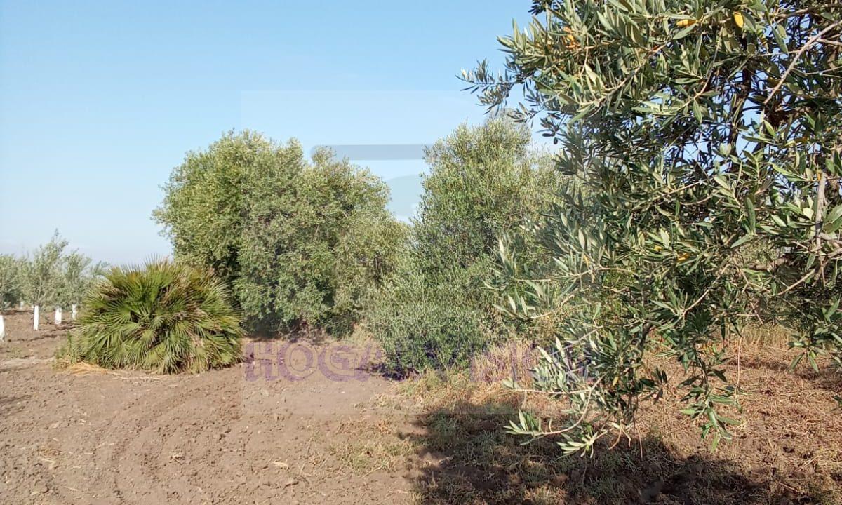 Se vende finca de olivar en La Puebla de Cazalla