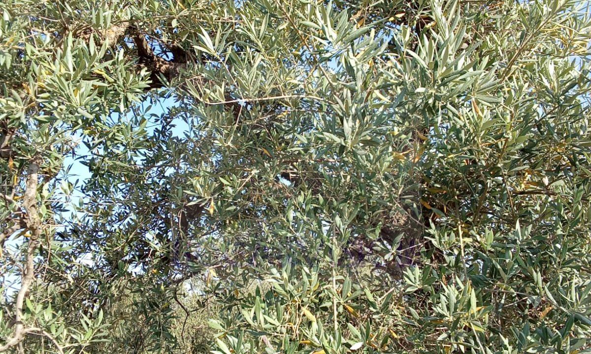 En venta finca de olivar en La Puebla de Cazalla