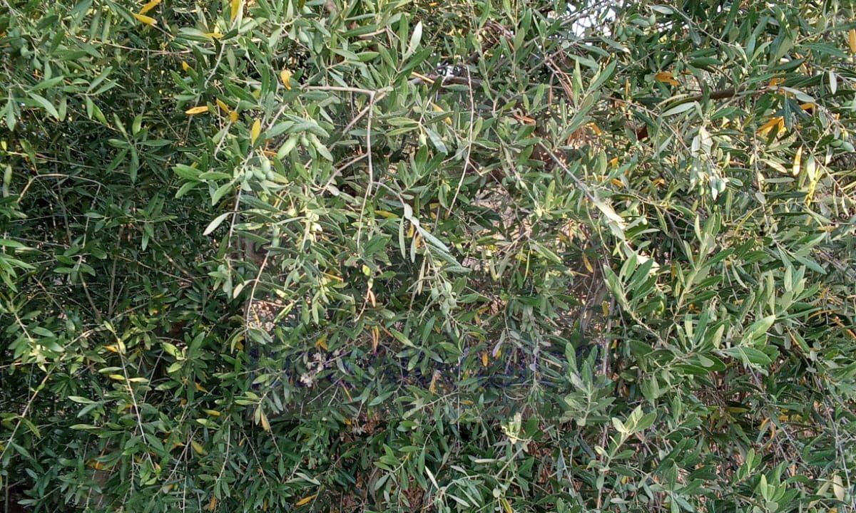 En venta finca de olivar