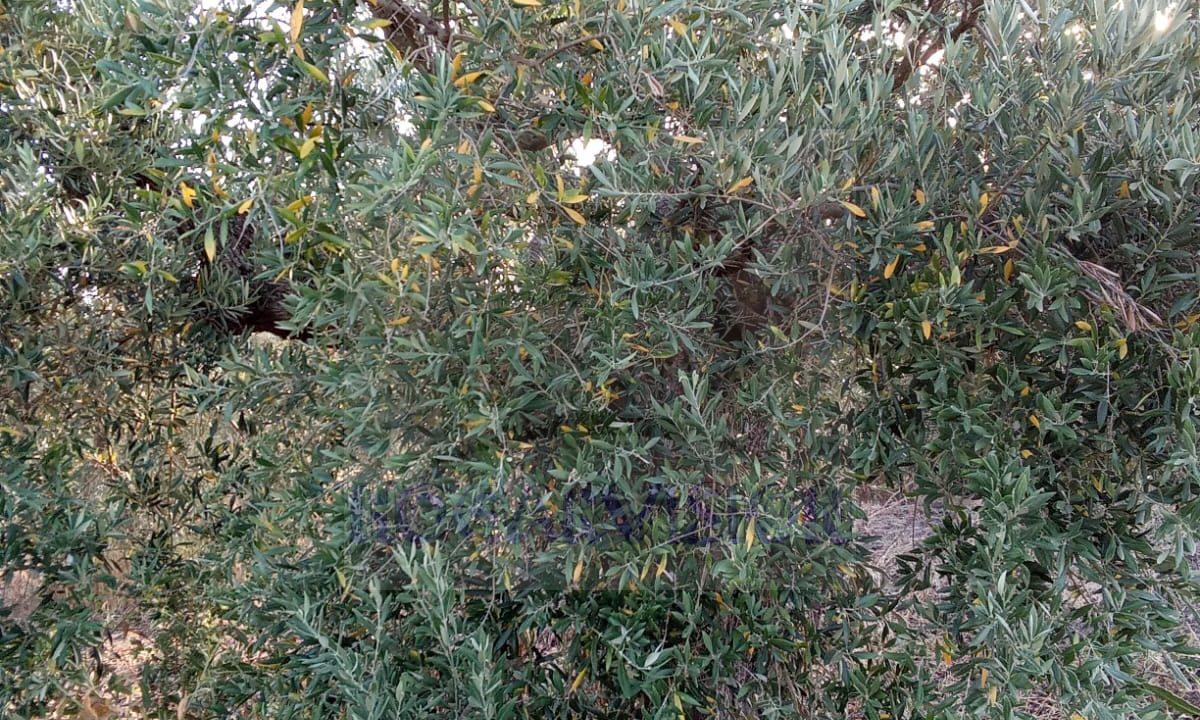 Se vende campo barato